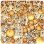 Псилоцибиновые (галлюциногенные)  грибы Psilocybin "Golden Teacher" в Буинске