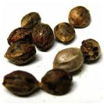 Семена марихуаны АК-47  (Seeds AK-47) в Буинске